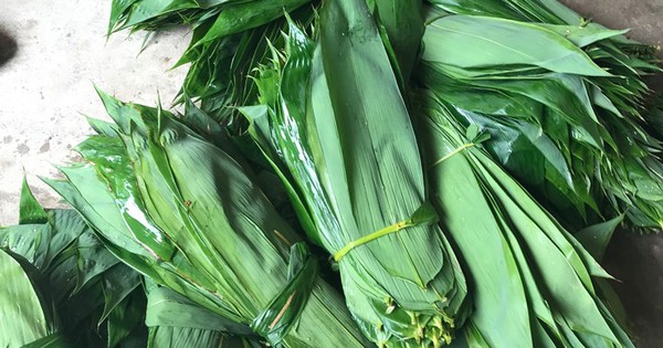 Loại lá Việt Nam từng “cho không ai lấy”, nay được Trung Quốc bao tiêu, giúp dân "hái" tiền tỷ