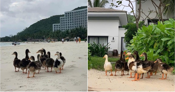 Đàn vịt bị lũ cuốn ở Nha Trang "vượt biển" hơn 3,5km, cập bến vào Vinpearl đổi đời