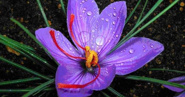 Loại cây cho nhụy hoa đắt bậc nhất hành tinh, Việt Nam trồng thành công: Cực tốt cho sức khỏe