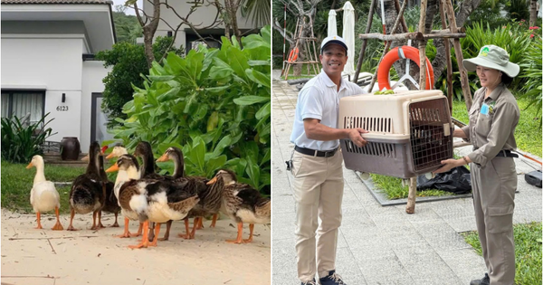 Fanpage của Vinpearl Nha Trang thông báo về tình trạng của đàn vịt "tài phiệt" trước bão số 15 Koto