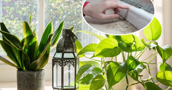 7 loại cây làm sạch không khí, hút ẩm và ngăn nấm mốc sinh sôi trong nhà