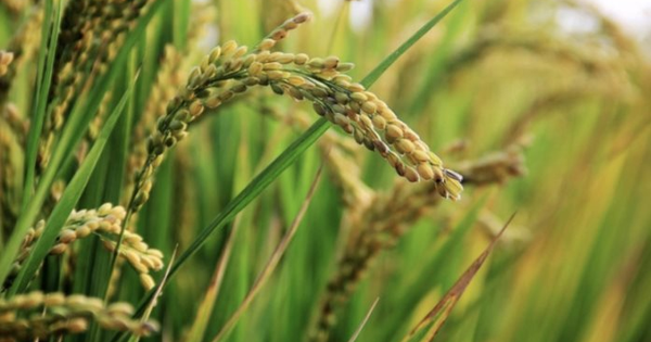 Quốc gia mua gạo nhiều nhất thế giới bất ngờ gia hạn lệnh cấm nhập khẩu đến hết năm 2025, đề xuất áp thuế lên đến 50% từ những thị trường này