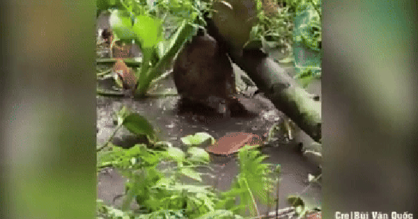 Trái mít rung chuyển không ngừng sau cơn mưa lớn: Sự thật bên dưới khiến ai cũng ngạc nhiên