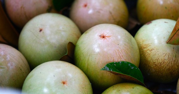 Loại quả “nông dân cứ trồng là có tiền” của Việt Nam được Mỹ cấp phép nhập khẩu lần đầu tiên