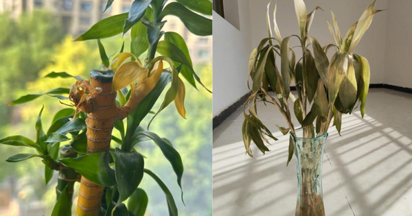 Cây trúc may mắn bị “cấm cửa” vì 4 lý do này: Hãy nghe lời khuyên của tôi - đừng trồng nó nữa!