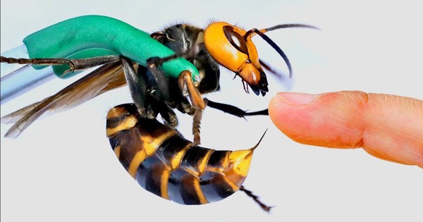 Vụ hai cha con Hiệu trưởng QSI tử vong vì ong bắp cày: Nguyên tắc sơ cứu sống còn khi gặp “sát thủ rừng xanh”