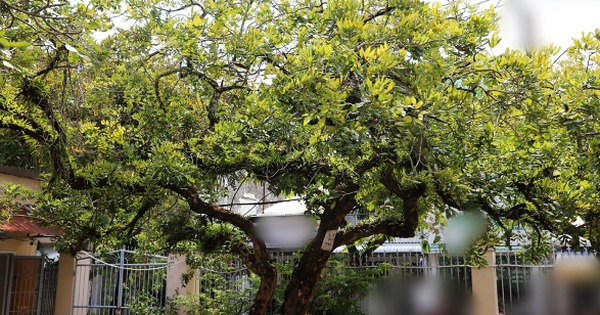 Không phải mê tín, đây là 3 loại cây càng trồng càng may mắn, đẹp sang hơn cả hoa, được nhà giàu thích mê