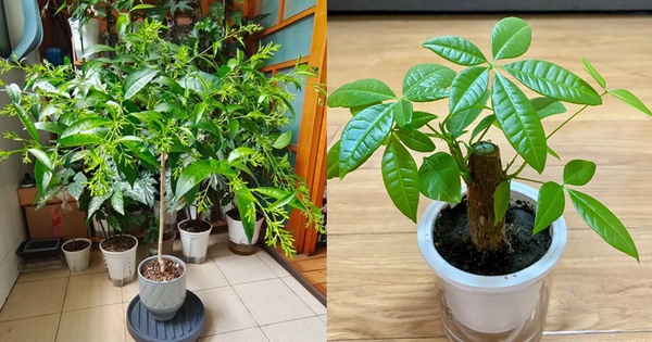 Phong thủy cảnh báo: 5 loại cây tuyệt đối không nên đặt ở phòng khách, kẻo “rước xui xẻo” và mất lộc trong nhà