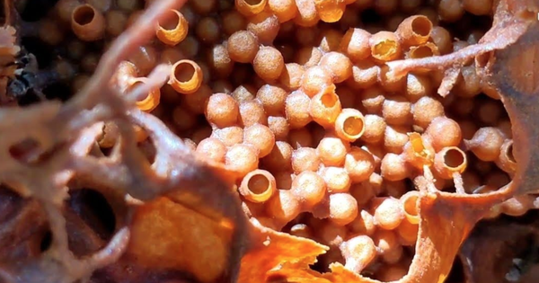 Người đàn ông đi rừng, mang con vật bé tí ti về thuần dưỡng: Ai ngờ thu được “vàng lỏng” 1,5 triệu đồng/lít