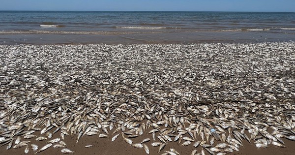 Hàng triệu con cá đang gặp hiện tượng lạ bên bờ biển, chuyên gia cảnh báo: Chuyện này có thể gây ra hậu quả khủng khiếp cho nhân loại