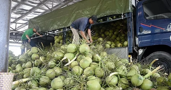Từ loài cây ít giá trị nay trở thành 'ngôi sao' xuất khẩu của Việt Nam