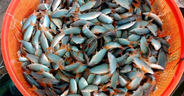 Đặc sản sông Mê Kông có tiếng kêu eng éc như lợn: Nông dân nuôi thành công, giá nửa triệu đồng/kg