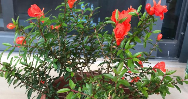 Trồng 1 trong 5 loại hoa này trước cửa, 9/10 gia đình đều “đón lộc vào nhà”