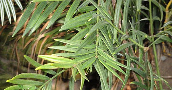 “Báu vật” hiếm có ở độ cao 1.200m: Chỉ duy nhất Việt Nam sở hữu, nằm trong Sách Đỏ