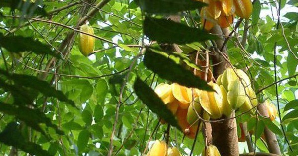 1 loài cây "hút lộc" cho chủ: Cây càng thịnh thì người càng giàu sang