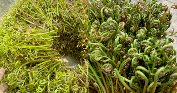 Loại rau được người miền Tây coi như "thần dược", vừa "bén mồi" vừa tốt cho sức khỏe