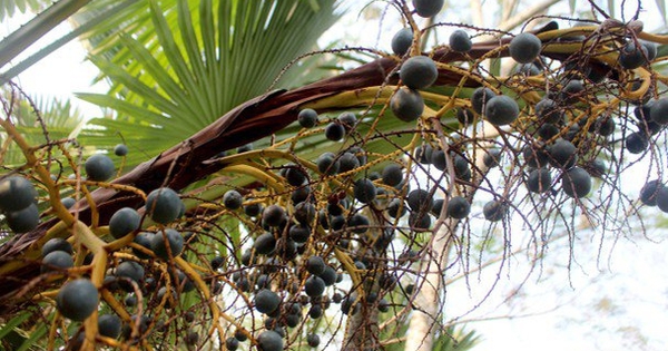 Loại quả xưa không ai thèm nhặt, giờ thành đặc sản “ăn vào nhớ mãi không quên”: Tốt như thuốc quý, bổ dưỡng đủ đường