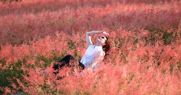 Đồi cỏ hồng như phim Hàn giữa cao nguyên Mộc Châu