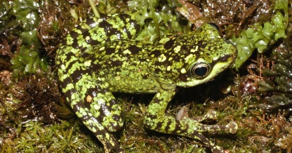 Bí mật dưới khe suối VQG Hoàng Liên: Lộ diện "kho báu sống" thế giới chưa từng biết đến