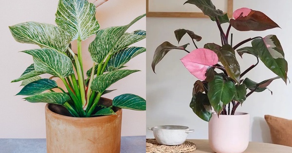 Ông bà dặn: 5 loại cây đặt đúng vị trí là thành “máy hút tài lộc” cho gia đình