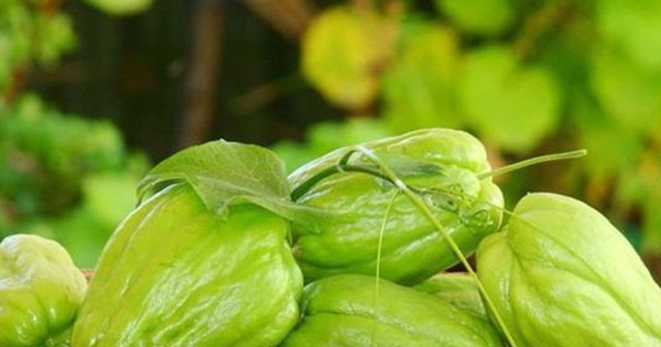 Đến mùa đông là phải ăn loại rau được cho là chứa lượng selen ‘gấp 50 lần hành tây’, chị em đổ xô mua vì nhiều lợi ích không ngờ