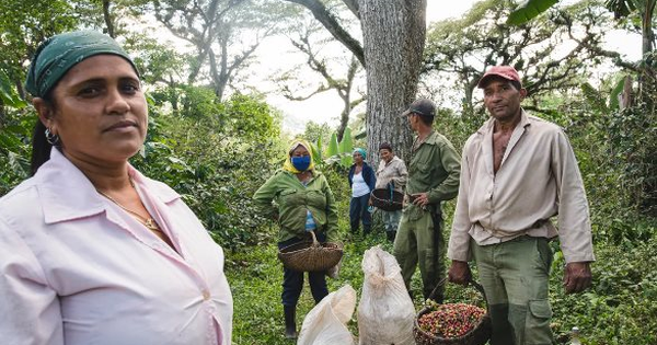 Sau cú bắt tay với gạo Việt Nam, Cuba hợp tác giải cứu loại nông sản 'vàng treo trên cây' nhưng kém thành công: sản lượng đã giảm 1 nửa trong 5 năm qua