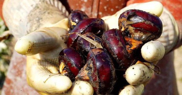 4 loại rau dễ chứa 