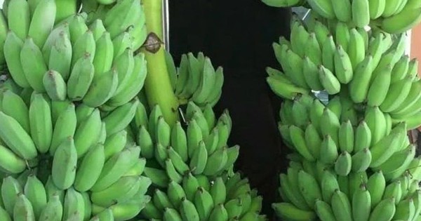 Chuối dự báo sớm gia nhập 