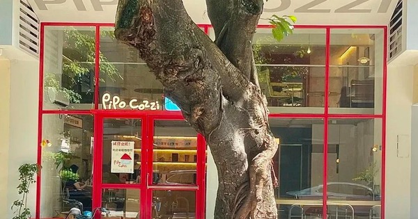 ĐỪNG trồng 4 cây này trước cửa: Thần Tài ghét bỏ, chủ nhà dễ lao đao