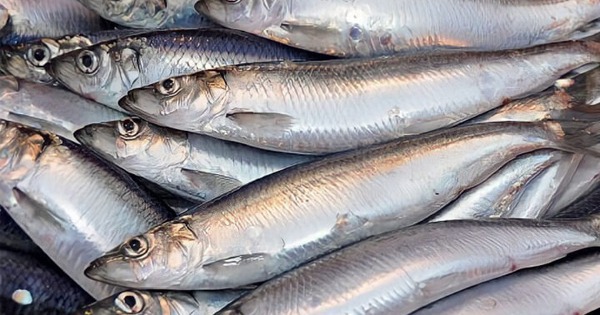 Cá hồi chỉ đứng thứ 3 trong bảng xếp hạng omega 3, loại cá bình dân bán đầy chợ Việt mới là "trùm cuối"