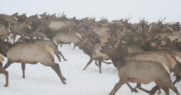 Hàng ngàn sinh vật khổng lồ tràn qua rừng lúc nửa đêm, cảnh tượng khiến mọi người sợ hãi rồi chết lặng