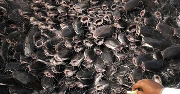 Cả thế giới tranh nuôi nhưng chỉ Việt Nam tạo nên ngành công nghiệp tỷ đô từ 'mỏ vàng' này - chiếm 90% thị phần toàn cầu, Trung Quốc cực ưa chuộng