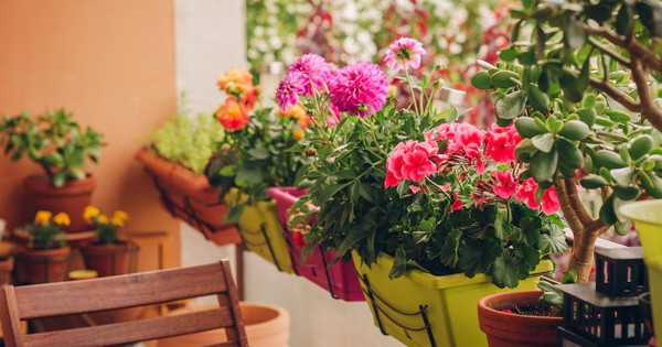 4 loại cây không bao giờ nên trồng ở ban công dù đẹp đến mấy