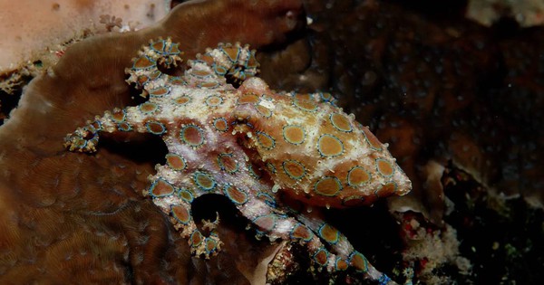 Đi nghỉ dưỡng, du khách vô tình cầm trên tay “thần chết đại dương” có nọc độc gấp 1.000 lần Xyanua