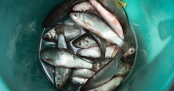 Món ăn chế biến từ cá 