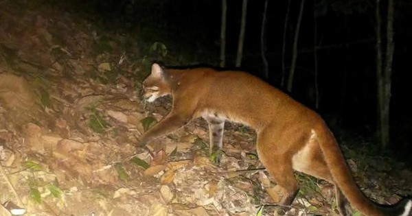 Đặt 120 bẫy ảnh, sau hơn 2 tháng chuyên gia bất ngờ phát hiện loài vật hiếm từng vắng bóng nhiều năm