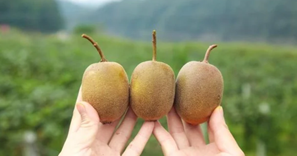 5 loại quả là "kem dưỡng ẩm tự nhiên", cứ ra chợ là thấy: Vừa ngon, giàu dinh dưỡng lại tăng cường miễn dịch