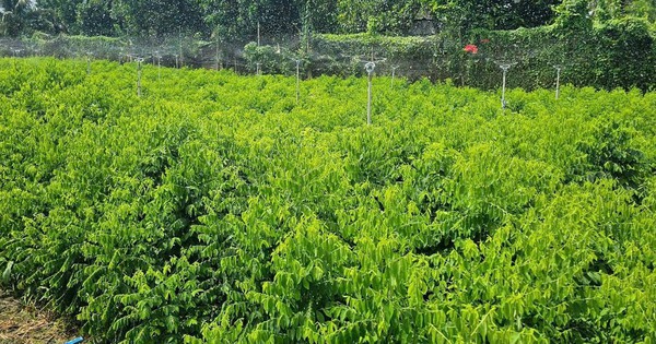 Loại rau Việt từng được trồng làm hàng rào nay thành “cây tiền tỷ”: Ngọt như mì chính, bổ ngang sâm