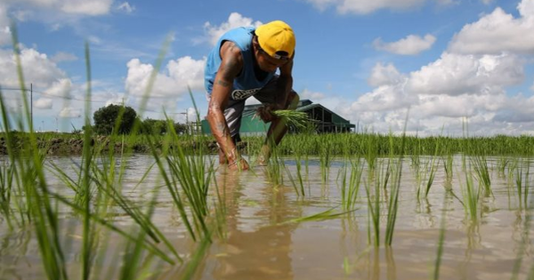 Việt Nam, Thái Lan chú ý: Philippines có động thái mới với nhập khẩu gạo từ 1/1/2026