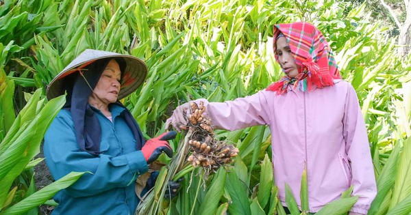 Cây ‘đẻ vàng’ trên núi