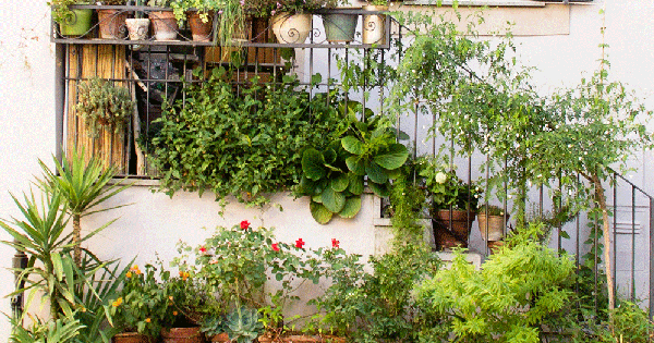 5 loại cây khiến bạn hối hận vì đã trồng quá sát nhà