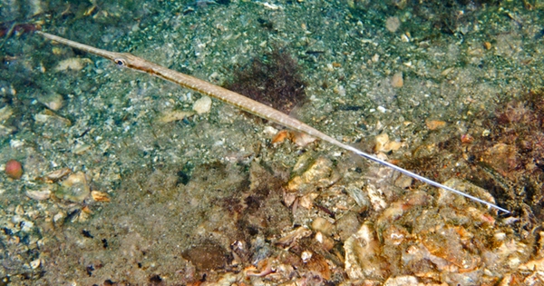 Loài cá có hình dạng độc nhất vô nhị ở Việt Nam, là món ngon được giới nhà giàu "săn lùng"