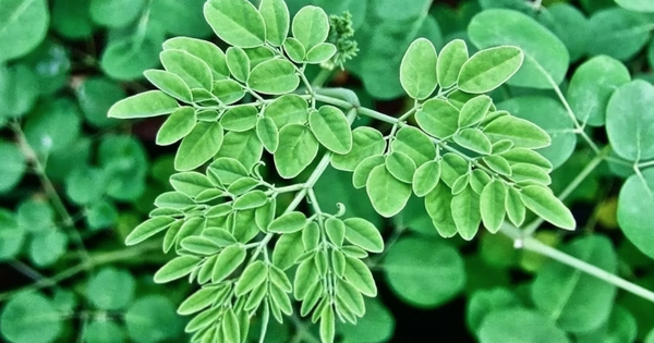 Loại rau mọc dại ở Việt Nam: Canxi gấp 4 lần sữa, hạ đường huyết, tốt cho gan