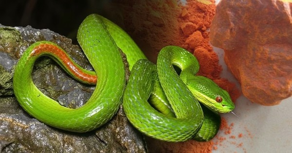 Đây là loại mùi đến rắn độc cũng sợ hãi: Dân gian dùng từ lâu nhưng cực kỳ nguy hiểm nếu làm sai