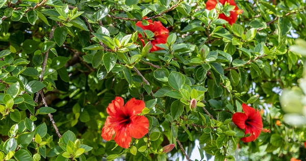 Loại cây mang lại may mắn và phúc lộc, người Việt hay trồng làm hàng rào: Từ rễ tới hoa đều là thuốc