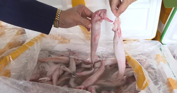Mua cá khoai chứa formol 37.000 đồng, bán 130.000 đồng/kg