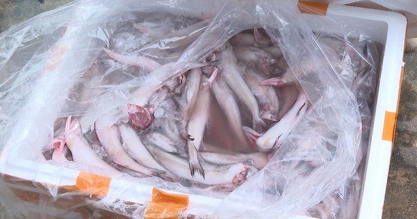 Kinh hoàng: Hơn 10 tấn cá khoai Trung Quốc tẩm formol cực độc đựng trong 452 thùng xốp chờ lên bàn ăn