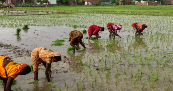 Tin buồn cho gạo Việt Nam, Thái Lan: Vựa lúa lớn nhất thế giới tồn kho tăng gấp 8 lần mục tiêu, sắp bơm lượng lớn ra thị trường