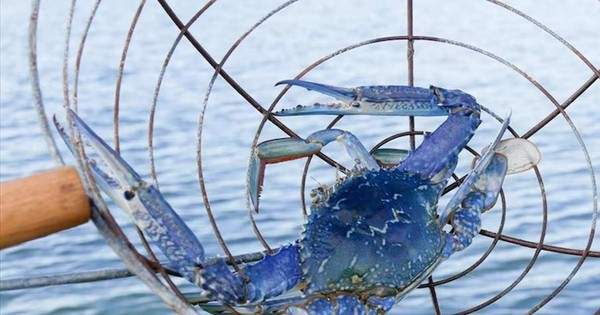 Mặt hàng của Việt Nam khiến Mỹ 