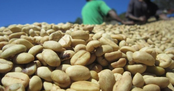 Một loại nông sản Việt Nam vừa làm một điều 35 năm chưa từng có